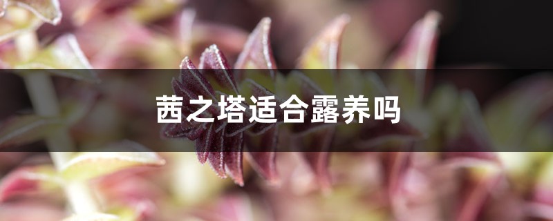 茜之塔适合露养吗