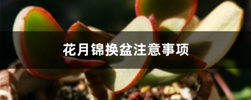 花月锦换盆注意事项