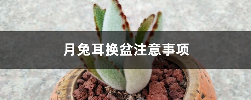 月兔耳换盆注意事项