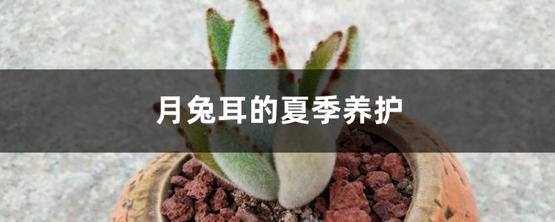 月兔耳的夏季养护