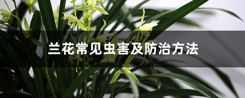 兰花常见虫害及防治方法 兰花常见虫害及防治方法