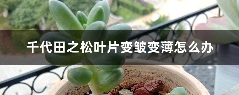 千代田之松叶片变皱变薄怎么办