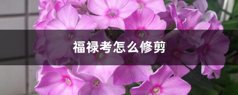 福禄考怎么修剪