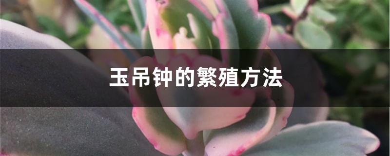 玉吊钟的繁殖方法