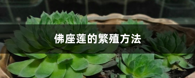 佛座莲的繁殖方法