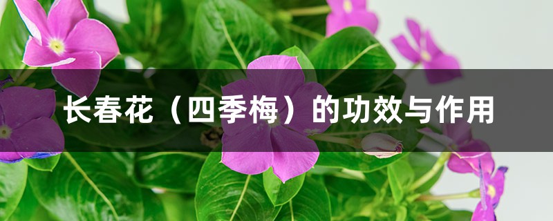 长春花（四季梅）的功效与作用