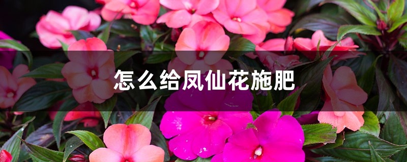 怎么给凤仙花施肥