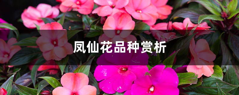 凤仙花品种赏析