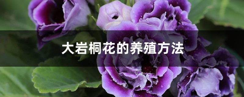 大岩桐花的养殖方法