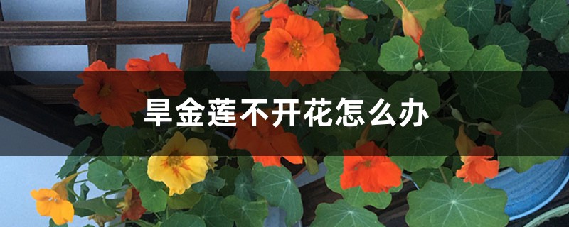 旱金莲不开花怎么办