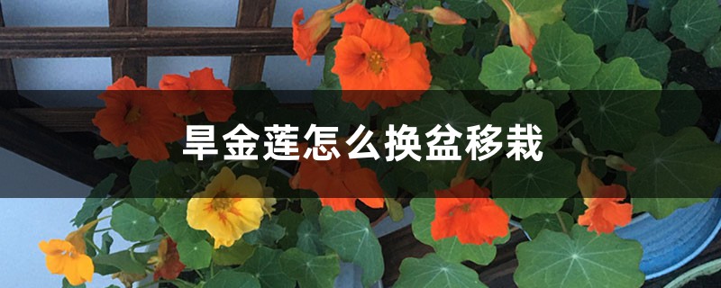 旱金莲怎么换盆移栽