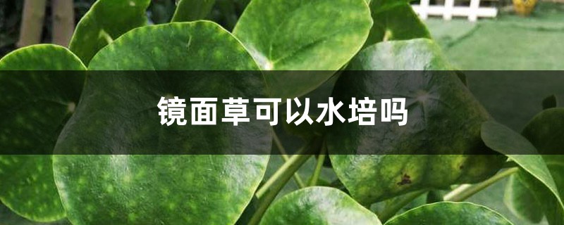 镜面草可以水培吗