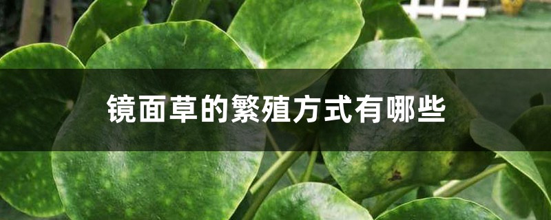 镜面草的繁殖方式有哪些