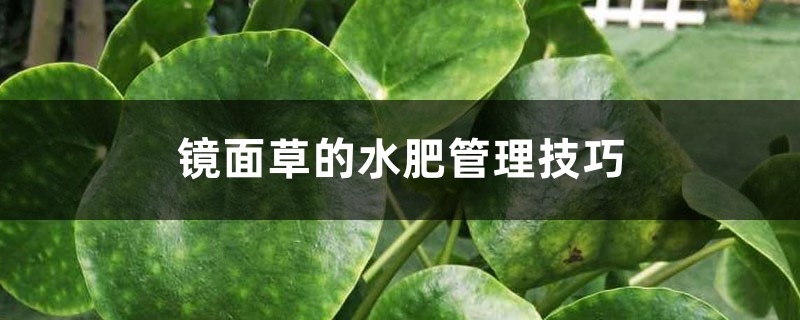 镜面草的水肥管理技巧