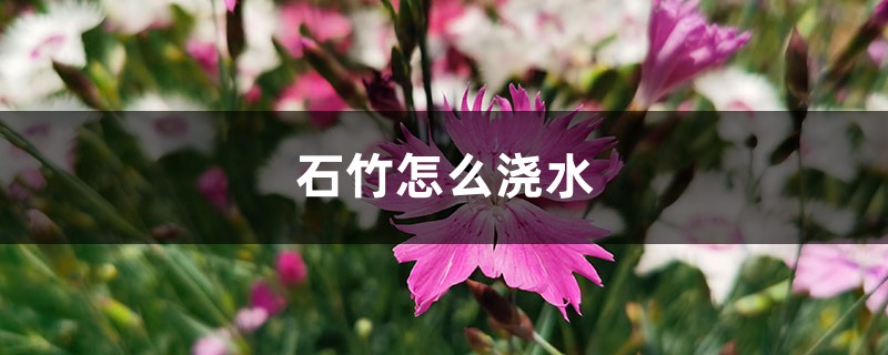 石竹怎么浇水