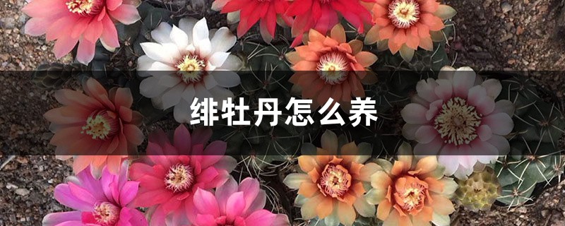 绯牡丹怎么养