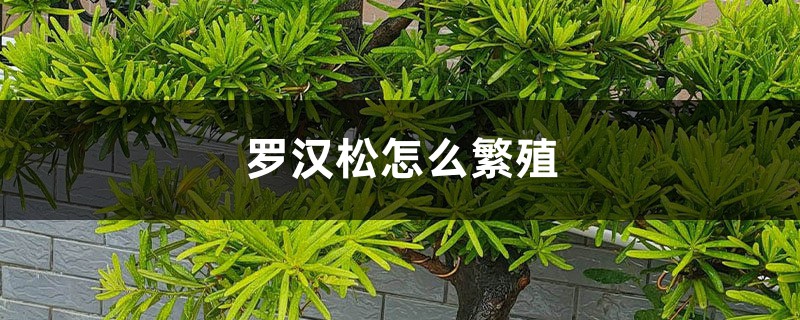 罗汉松怎么繁殖