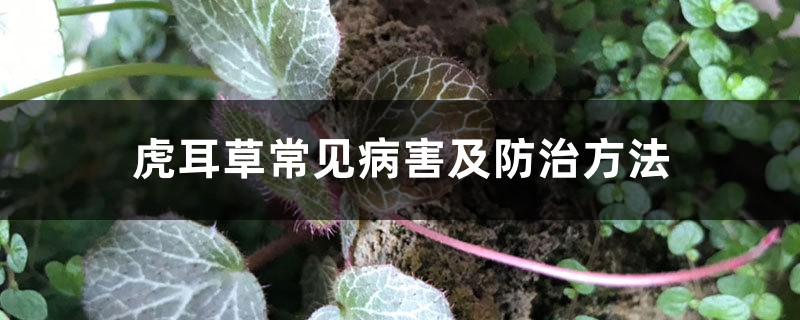 虎耳草常见病害及防治方法