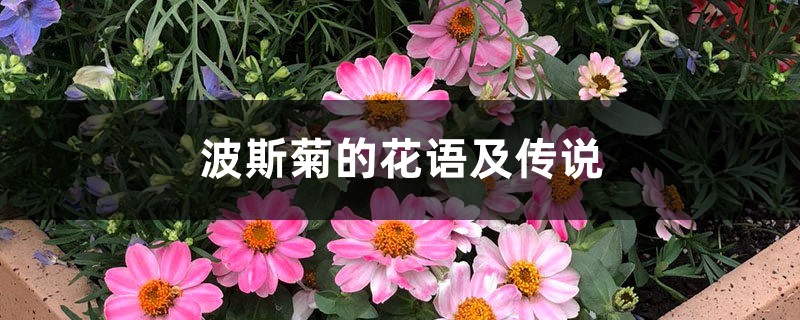 波斯菊的花语及传说