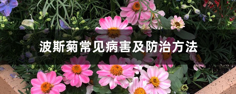 波斯菊常见病害及防治方法