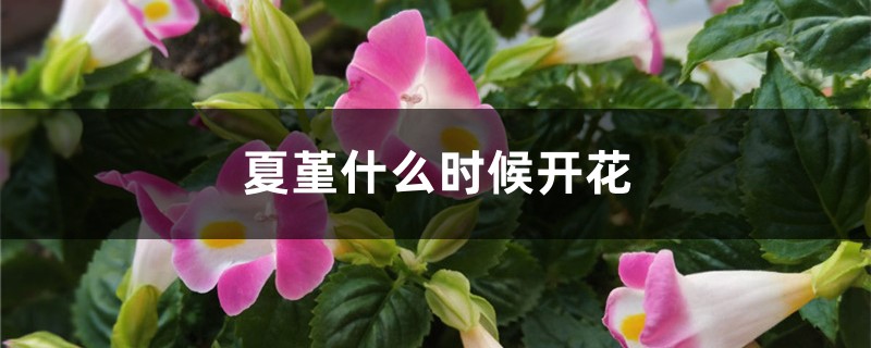 夏堇什么时候开花