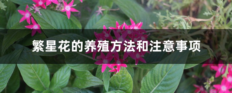 繁星花的养殖方法和注意事项