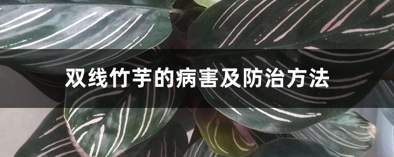 双线竹芋的病害及防治方法