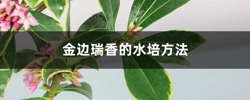 金边瑞香的水培方法