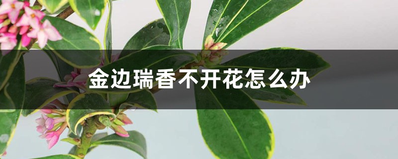 金边瑞香不开花怎么办