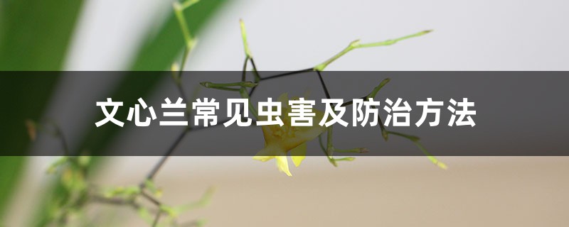 文心兰常见虫害及防治方法