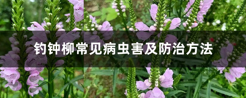 钓钟柳常见病虫害及防治方法