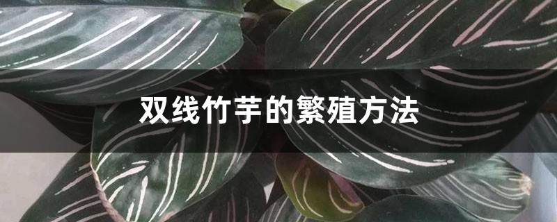 双线竹芋的繁殖方法