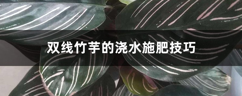 双线竹芋的浇水施肥技巧