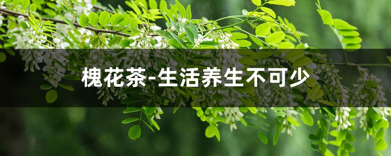 槐花茶-生活养生不可少