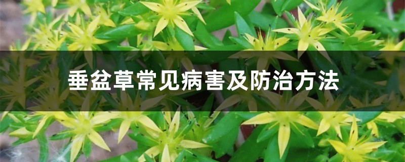 垂盆草常见病害及防治方法