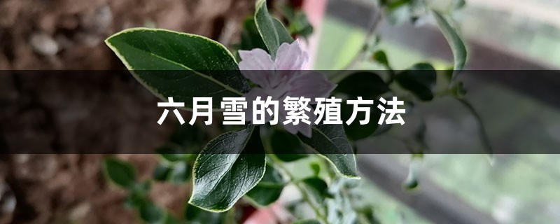 六月雪的繁殖方法