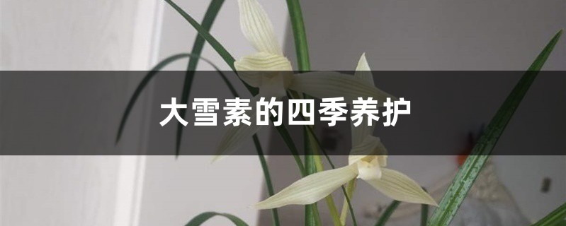 大雪素的四季养护