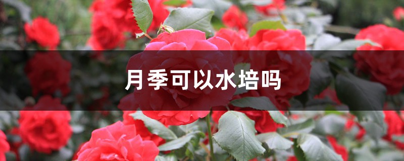 月季可以水培吗