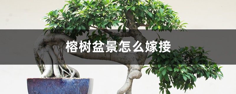 榕树盆景怎么嫁接