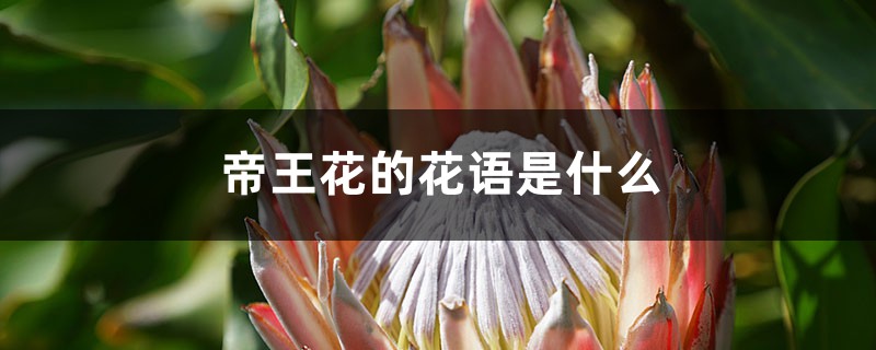 帝王花的花语是什么