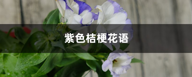 洋桔梗的花语