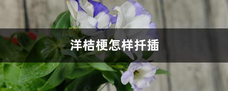 洋桔梗怎样扦插