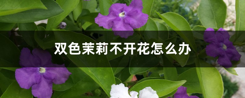 双色茉莉不开花怎么办