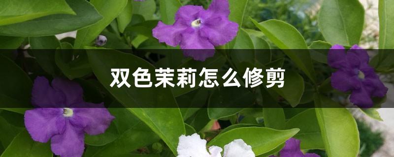 双色茉莉怎么修剪