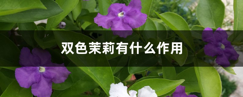 双色茉莉有什么作用