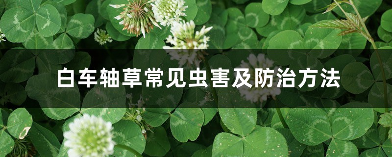 白车轴草常见虫害及防治方法