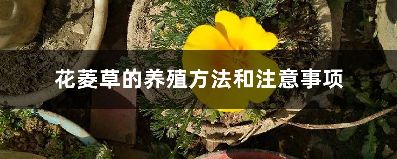 花菱草的养殖方法和注意事项