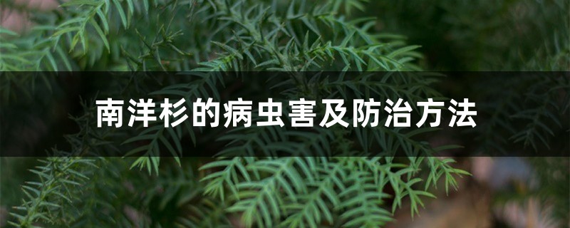 南洋杉的病虫害及防治方法