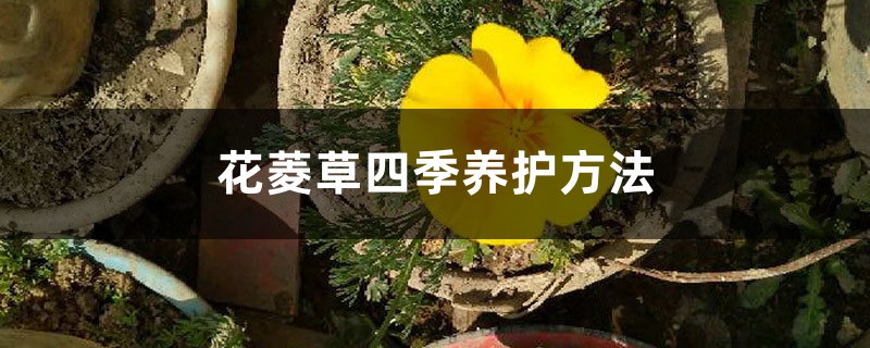 花菱草四季养护方法 花菱草四季养护方法