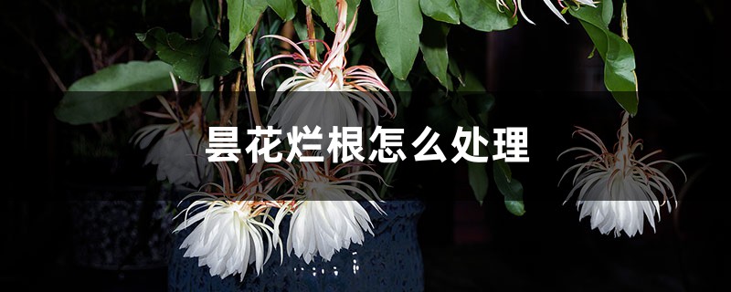 昙花烂根怎么处理